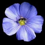 Polka Irolka ( Polka w Irlandii )